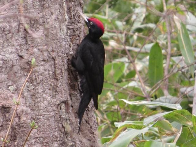 Species Image