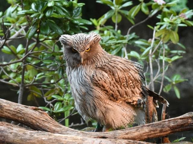 Species Image