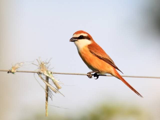 Species Image