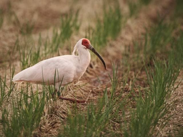 Species Image