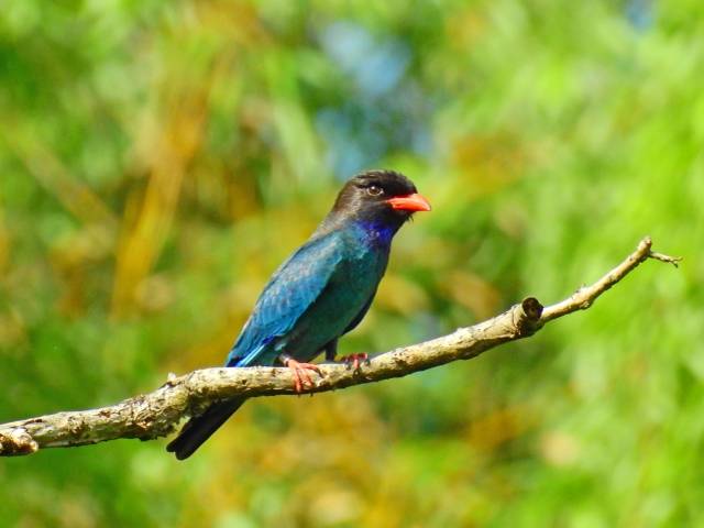 Species Image