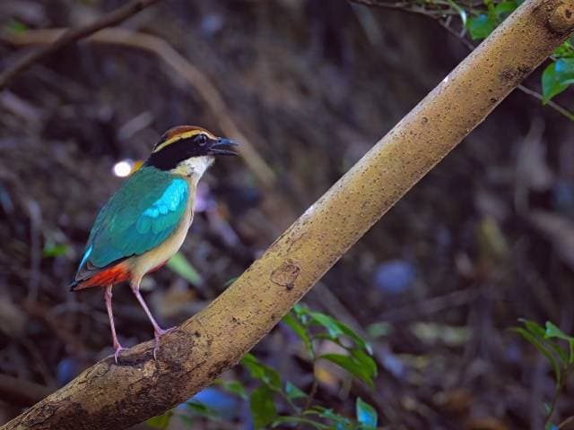 Species Image