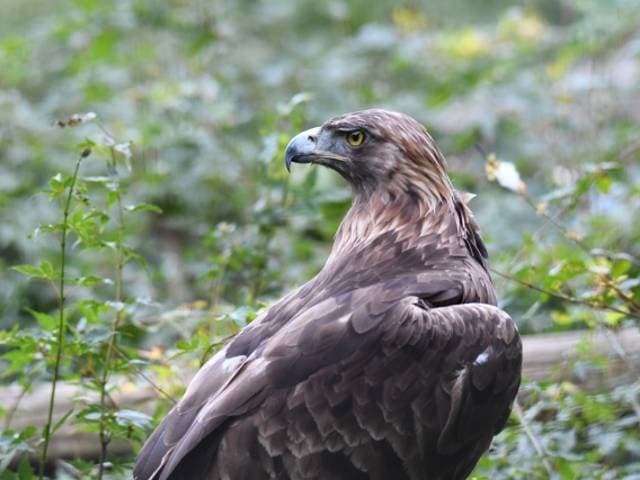 Species Image