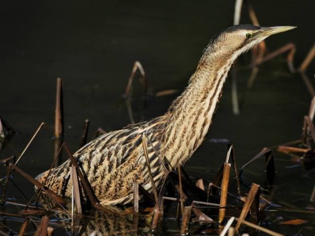Species Image