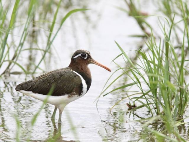 Species Image