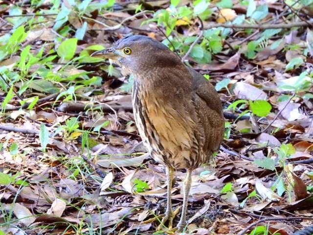 Species Image