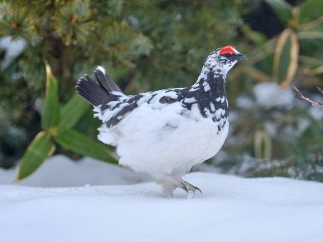 Species Image