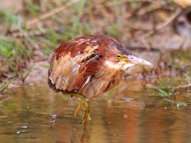 Species Image