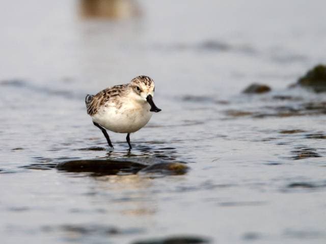 Species Image